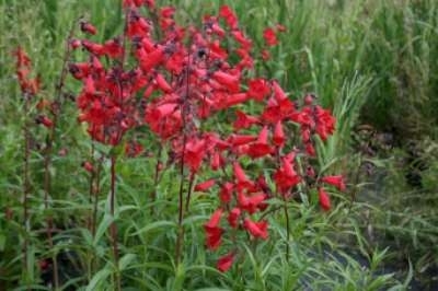 Penstemon 'Schoenholzeri'