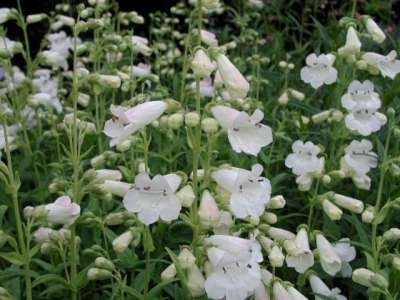 Penstemon 'White Bedder' P9