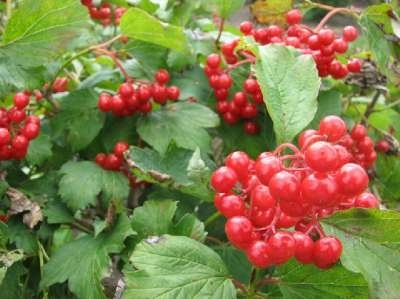 Viburnum opulus 'Compactum', 25-30 3L, Sneeuwbal