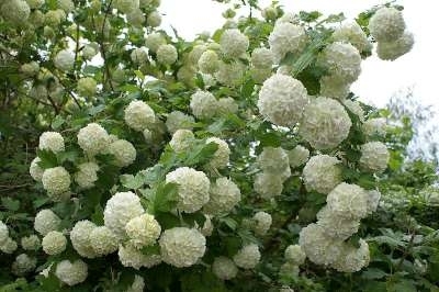 Viburnum opulus 'Roseum' 3L, gelderse roos