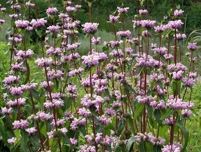 Phlomis tuberosa, Brandkruid