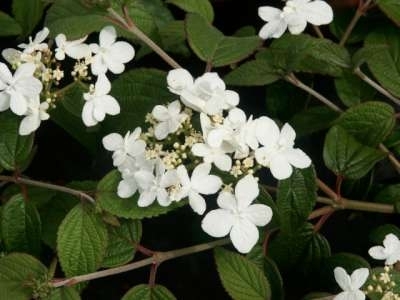 Viburnum plic. 'Watanabe', 80/100 43L, Sneeuwbal