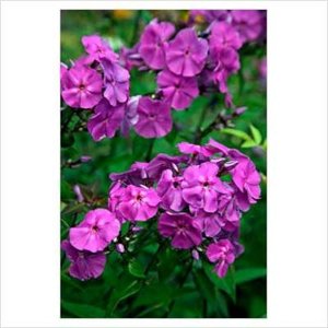 Phlox paniculata 'Amethyst', Vlambloem