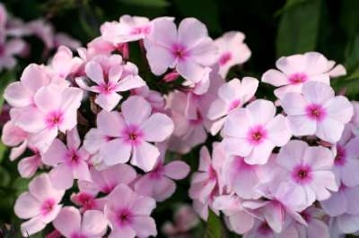 Phlox paniculata 'Bright Eyes', Vlambloem