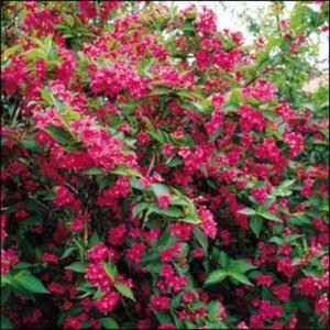 Weigela hybr. 'Bristol Ruby' 3L