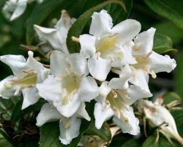 Weigela hybr. 'Candida' 3L