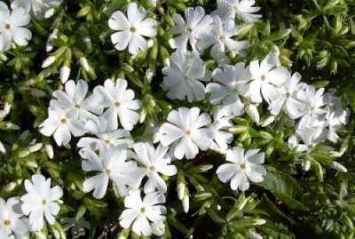 Phlox subulata 'Maischnee', Vlambloem