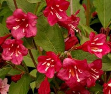 Weigela hybr. 'Red Prince', 40-50 3L