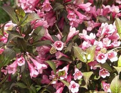 Weigela flor. 'Nana Purpurea' 3L