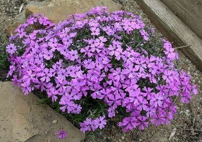 Phlox subulata 'Purple Beauty', Vlambloem