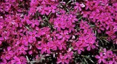 Phlox subulata 'Atropurpurea', Vlambloem