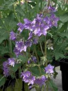 Polemonium caeruleum, jacobsladder