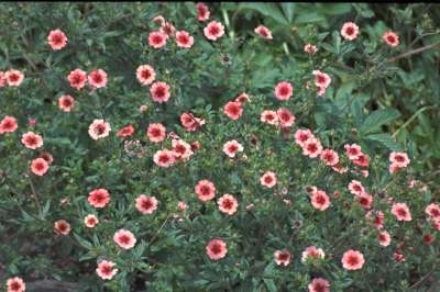 Potentilla nepalensis 'Miss Willmott', Ganzerik