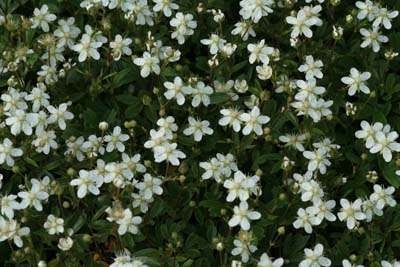 Potentilla tridentata 'Nuuk', Ganzerik