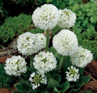 Primula denticulata 'Alba', Sleutelbloem