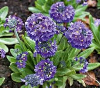 Primula denticulata 'Lilac', Sleutelbloem