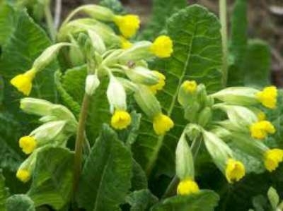 Primula veris, Sleutelbloem