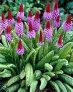 Primula vialii, Sleutelbloem