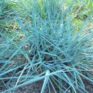 Leymus arenarius 'Blue Dune', Strandhaver