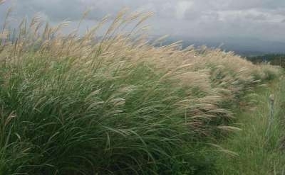 Miscanthus sinensis, Chinees riet