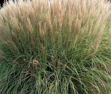 Miscanthus sinensis 'Kleine Silberspinne', Chinees riet