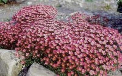 Saxifraga arendsii 'Purperteppich', Steenbreek