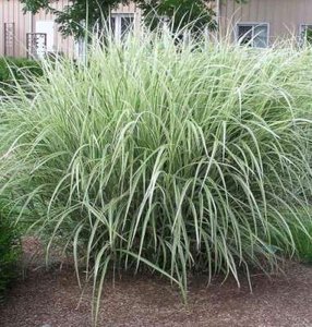 Miscanthus sinensis 'Variegatus', Chinees riet