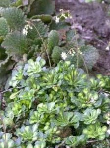 Saxifraga urbium 'Variegata', Steenbreek