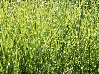 Miscanthus sinensis 'Zebrinus', Chinees riet