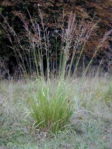 Molinia arundinacea, Pijpestrootje