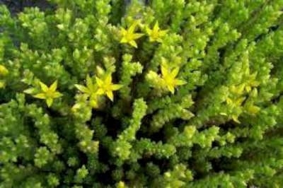 Sedum acre 'Elegans', vetkruid