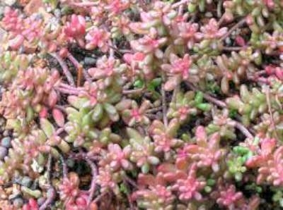 Sedum album 'Coral carpet', vetkruid