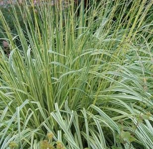 Molinia caerulea 'Variegata', Pijpestrootje