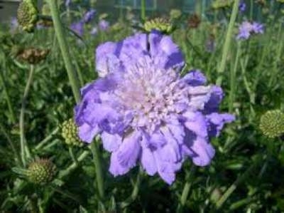 Scabiosa columbaria 'Butterfly Blue', Duifkruid