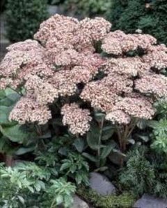 Sedum 'Matrona', vetkruid