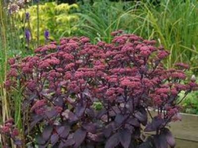 Sedum 'Purple Emperor', vetkruid