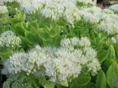 Sedum spectabile 'Iceberg', vetkruid