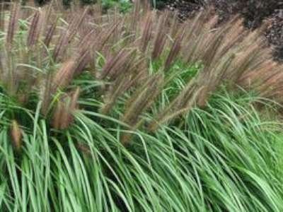 Pennisetum alop. 'Moudry', Lampepoetsersgras