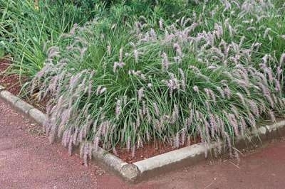 Pennisetum orientale, Lampepoetsersgras