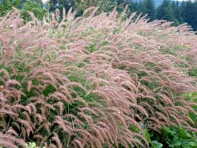 Pennisetum orientale 'Karley Rose', ® Lampepoetsersgras