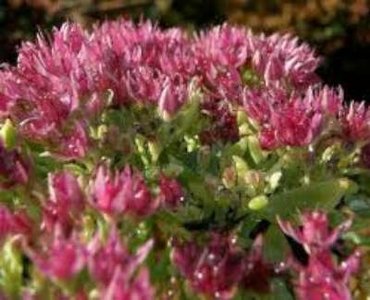 Sedum telepium 'Herbstfreude', vetkruid