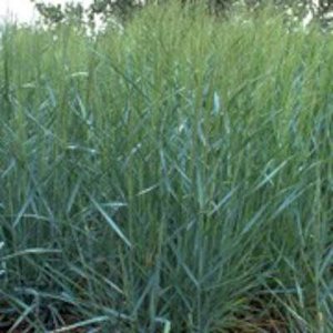 Panicum virgatum 'Prairy Sky', Vingergras