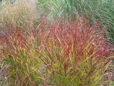 Panicum virgatum 'Rehbraun', Vingergras