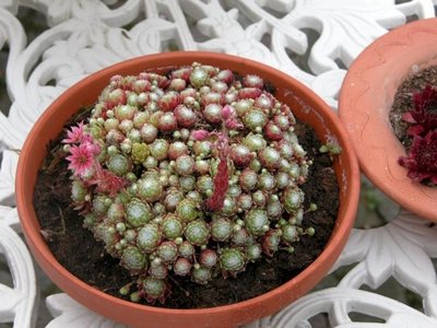 Sempervivum arachnoideum, Huislook