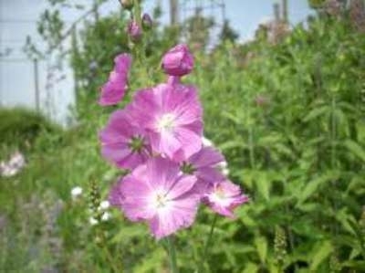 Sidalcea 'Rosy Gem', Griekse malva