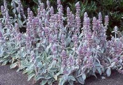 Stachys byzantina, Ezelsoren