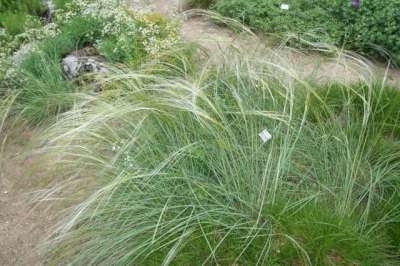 Stipa capillata, Vedergras