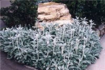 Stachys byzantina 'Silver Carpet', Ezelsoren