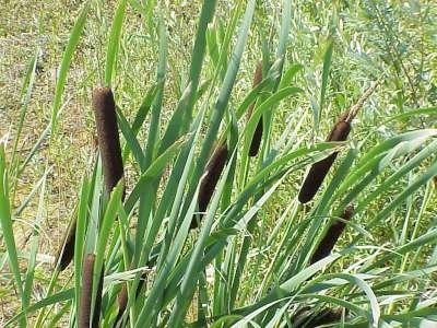 Typha latifolia, Lisdodde