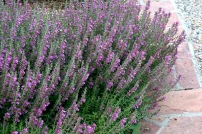 Teucrium chamaedrys, Gamander